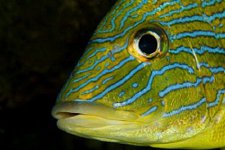 Close up of a Grunt on Sunset Reef off Compass Point, Gra... by Paul Colley 